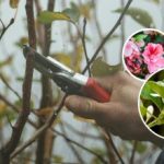 Ryzyko braku kwitnienia: których roślin nie należy przycinać w marcu?