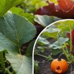 Sekret wspaniałych zbiorów dyni: co zrobić z nasionami przed sadzeniem? Sekret wspaniałych zbiorów dyni: co zrobić z nasionami przed sadzeniem?