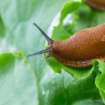 Ślimaki niszczyły ogród, dopóki nie zasadzono w nim jednego kwiatu: