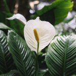 spathiphyllum-przestanie-zolknac-i-tracic-liscie-5-bledow-w-pielegnacji.jpg
