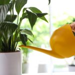 Spokojna lilia przestanie żółknąć i odrodzi się w ciągu zaledwie