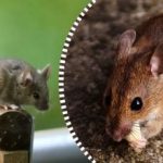 Szczury i myszy rozproszą się i znikną na zawsze, jeśli zostawisz im jeden produkt do zjedzenia Szczury i myszy rozproszą się i znikną na zawsze, jeśli