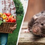 Szczury nawet nie wejdą na działkę, jeśli posadzisz te 7