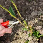 Wiosenne przycinanie róży stymuluje kwitnienie: latem kwitną jak nigdy dotąd Wiosenne przycinanie róży stymuluje kwitnienie: latem kwitną jak nigdy dotąd