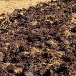 Zbiory będą dwa razy większe: jaki nawóz stosują jesienią doświadczeni