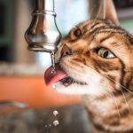 "Złota" woda. Ekspert wyjaśnił, jak zaoszczędzić pieniądze na mieszkaniach i usługach komunalnych zlota-woda-ekspert-wyjasnil-jak-zaoszczedzic-pieniadze-na-mieszkaniach-i.jpg