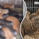 Zyskowna hodowla zwierząt - co opłaca się najszybciej